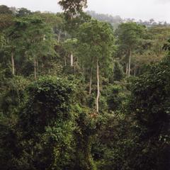 Rainforest landscape