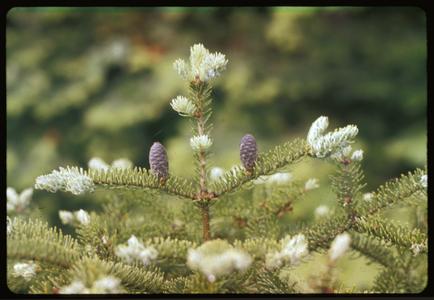 Balsam fir cones, Toft Point, State Natural Area