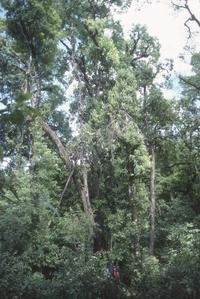 Magnolia-Oak-Lauraceae forest, Serra de Manantlán Occidental
