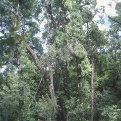 Magnolia-Oak-Lauraceae forest, Serra de Manantlán Occidental