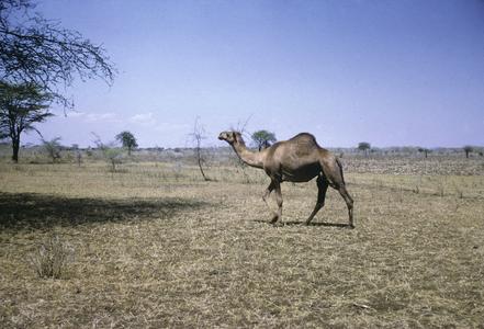 Uganda : camel in Karamoja