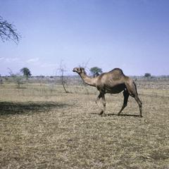 Uganda : camel in Karamoja