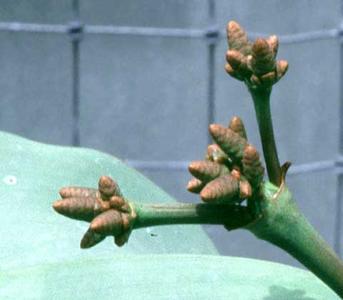 Male cones of Welwitschia mirabilis