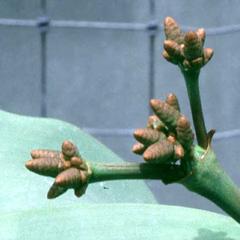 Male cones of Welwitschia mirabilis