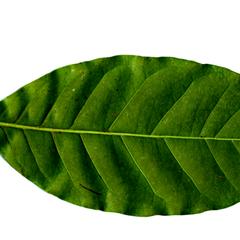 Pinnately veined leaf of coffee