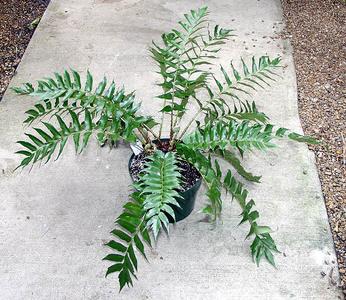 Potted plant of Holly fern