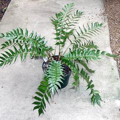 Potted plant of Holly fern