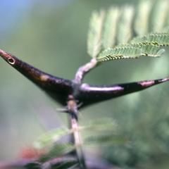 Hollow thorn of a bullhorn Acacia, with hole for access by ants