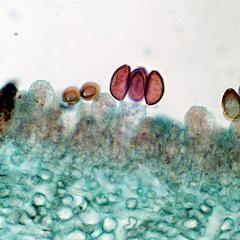 Coprinus mushroom cross section through gills - basidiospores