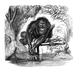 Seated Orangutan Print