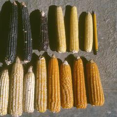 "Maiz de oro" in various colors, La Palomita