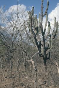 Cereus cactus in very dry thorn forest, valley of Río Motagua