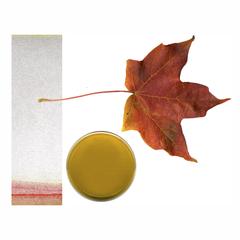Red maple leaf with pigment extract and paper chromatogram