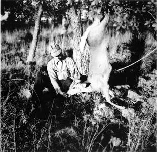 Hunting deer, field dressing kill, Chihuahua, Mexico, January 1938