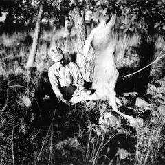 Hunting deer, field dressing kill, Chihuahua, Mexico, January 1938