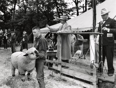 Showing a sheep at the 1954 Wisconsin Livestock Breeders Association Show
