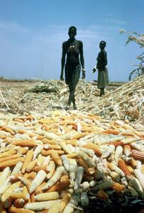 Corn (Maize) Harvest at Height of the Dry Season