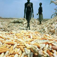 Corn (Maize) Harvest at Height of the Dry Season