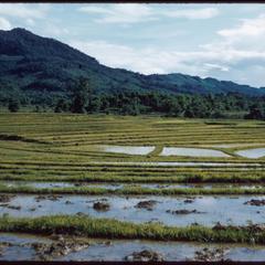 Flooded new paddy fields