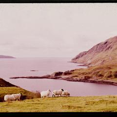 Sheep and headlands south of Ardnamurchan Point, Argyll