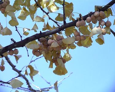 Mature ovules on tree of Ginkgo