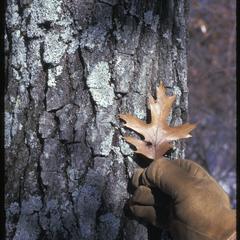 Black oak bark and leaf