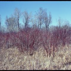 Early spring view of red osier dogwood in East Marsh, University of Wisconsin Arboretum