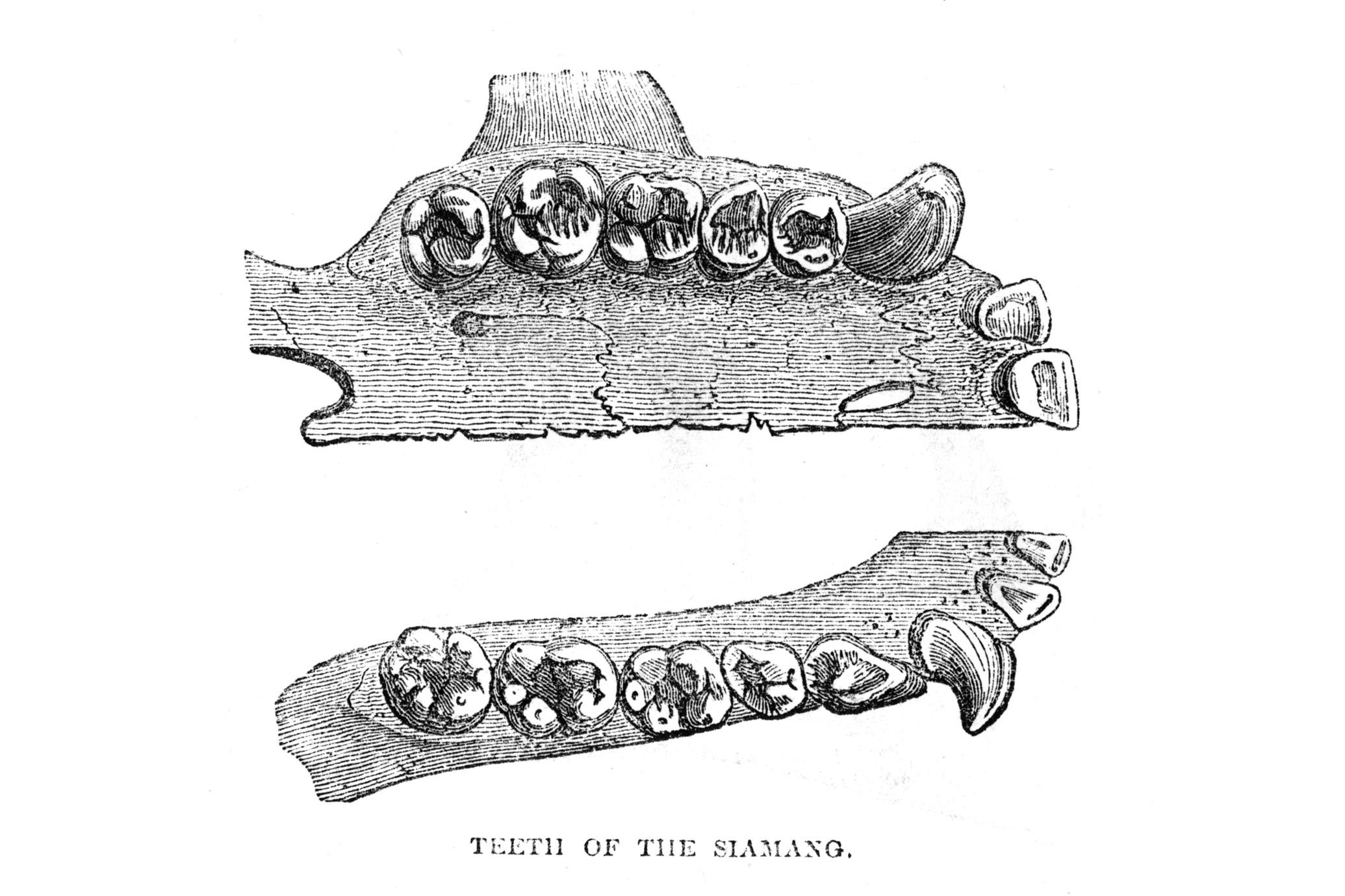 Teeth of the Siamang