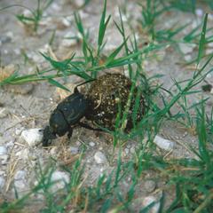 Dung Beetle at Hwange National Park