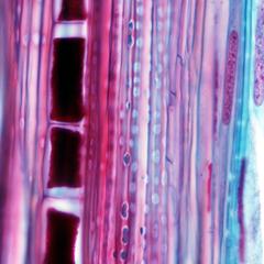 Sieve cells - phloem in longitudinal section of pine stem