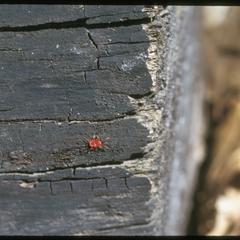 Red mite on a log