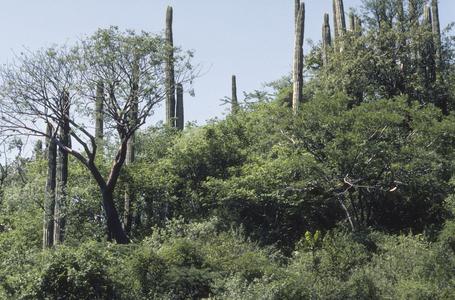 Summergreen tropical thorn forest with Bursera and Neobuxbaumia