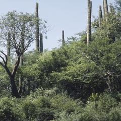 Summergreen tropical thorn forest with Bursera and Neobuxbaumia