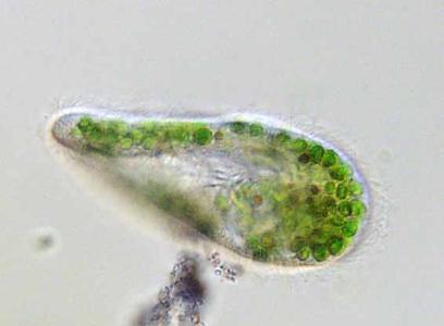 Paramecium with endosymbiotic Chlorella
