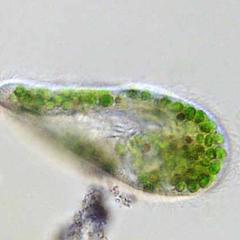 Paramecium with endosymbiotic Chlorella