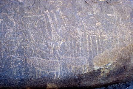 True Petroglyph : Giraffes and Cattle