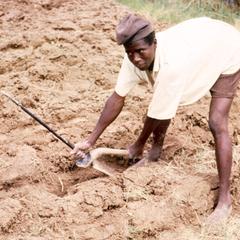 Soil Turned with Hand Tool in Northern Nigeria
