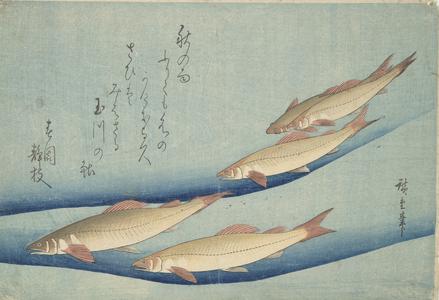 Trout, from a series of Fish Subjects