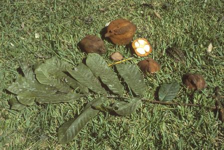 Leaves and big fruits of Carapa near Patricia Pilar