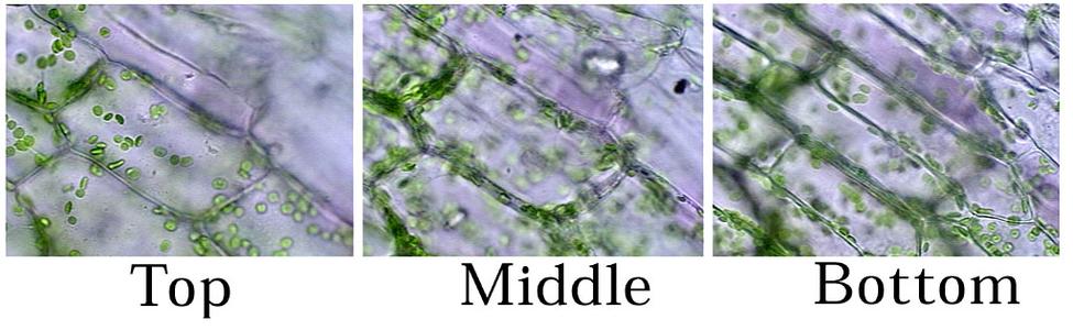 Three views of the same area of Elodea tissue at different planes of focus.
