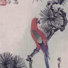 Red Parrot on a Pine Branch