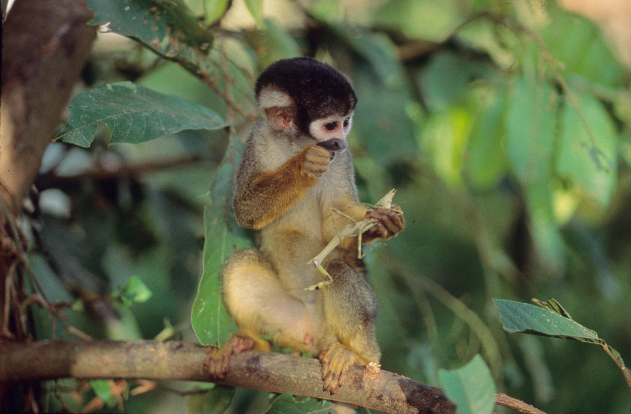 squirrel monkeys eating