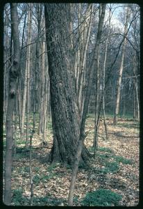 Sugar maple in spring in Abraham's Woods, State Natural Area