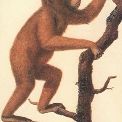 Climbing Juvenile Orangutan Print