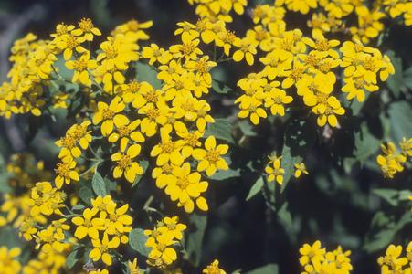 Species of Asteraceae, El Grullo Junction