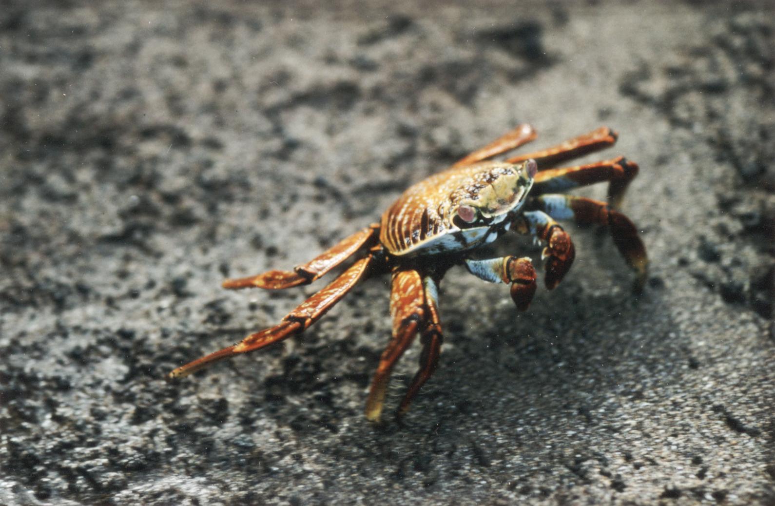 Sally Lightfoot Crab (Grapsus grapsus)