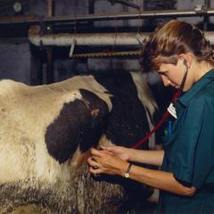 Shawn Bogdanske examines cow