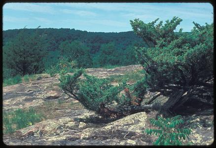 Flat bedrock surface on ridgetop with lichens and conifers