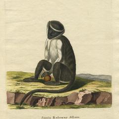 Roloway Monkey Print