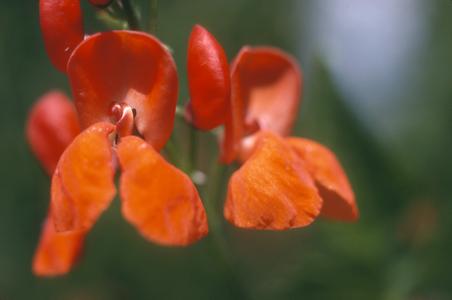 Flowers of Phaseolus coccineus beans